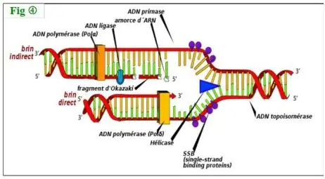 Nature de l’information génétique